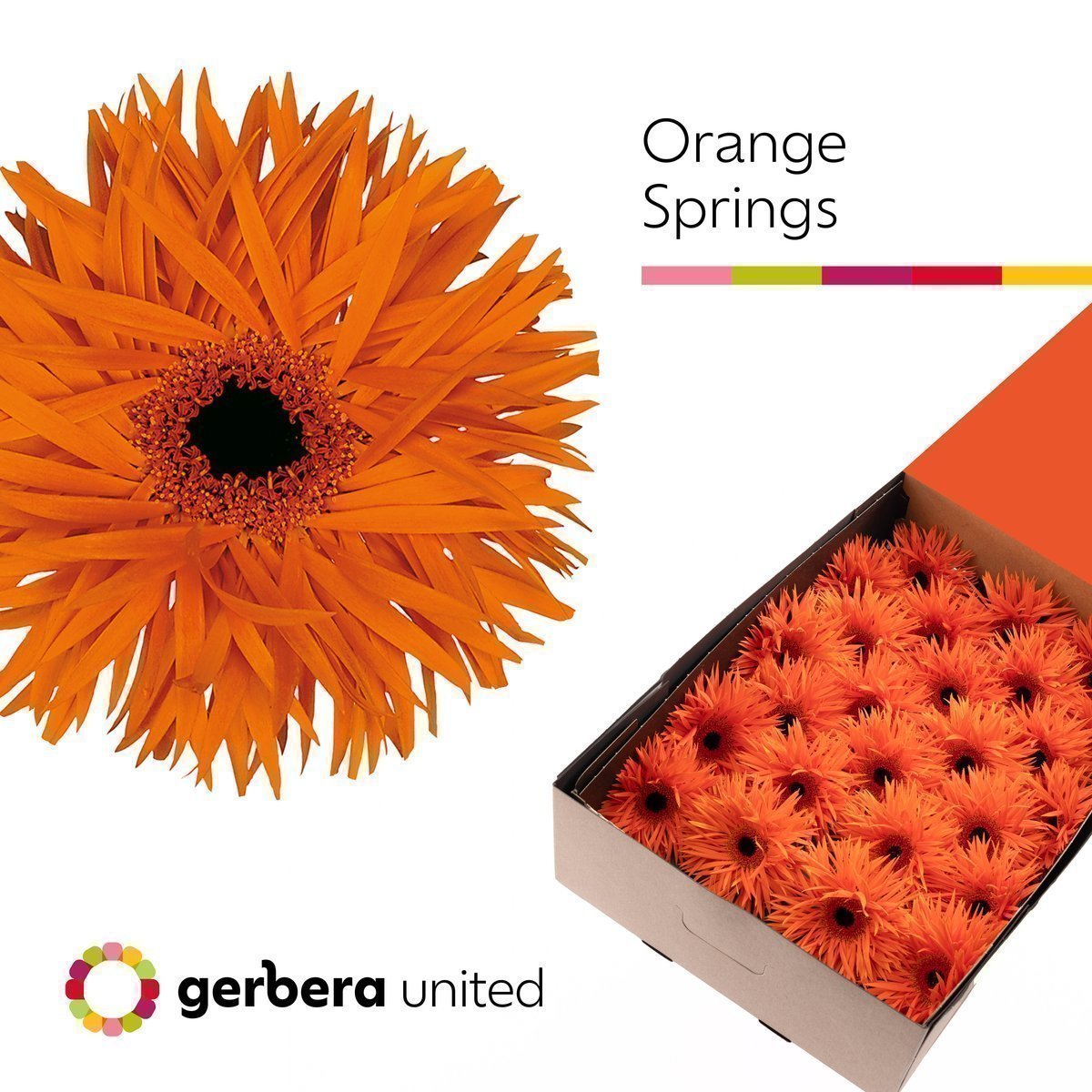 Срезанные цветы оптом Gerbera orange springs от 50шт из Голландии с доставкой по России