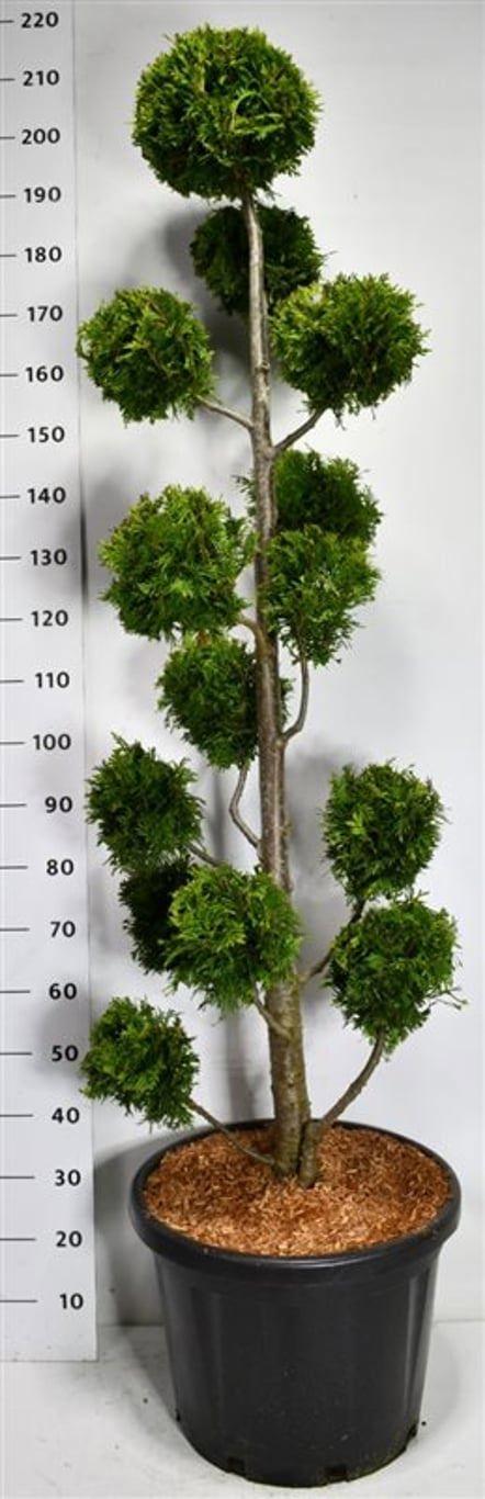 Горшечные цветы и растения оптом Thuja Occ. golden Brabant от 1шт из Голландии с доставкой по России