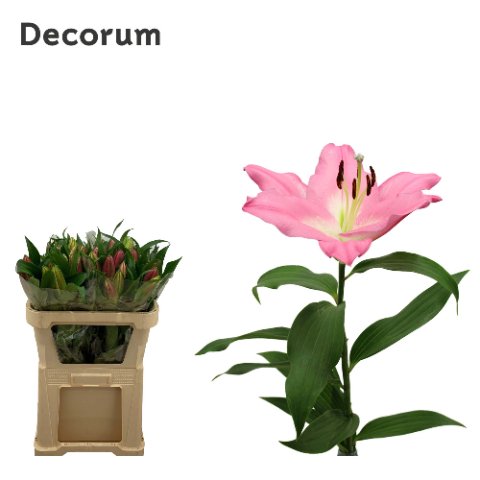 Срезанные цветы оптом Lilium or albareto от 40шт из Голландии с доставкой по России
