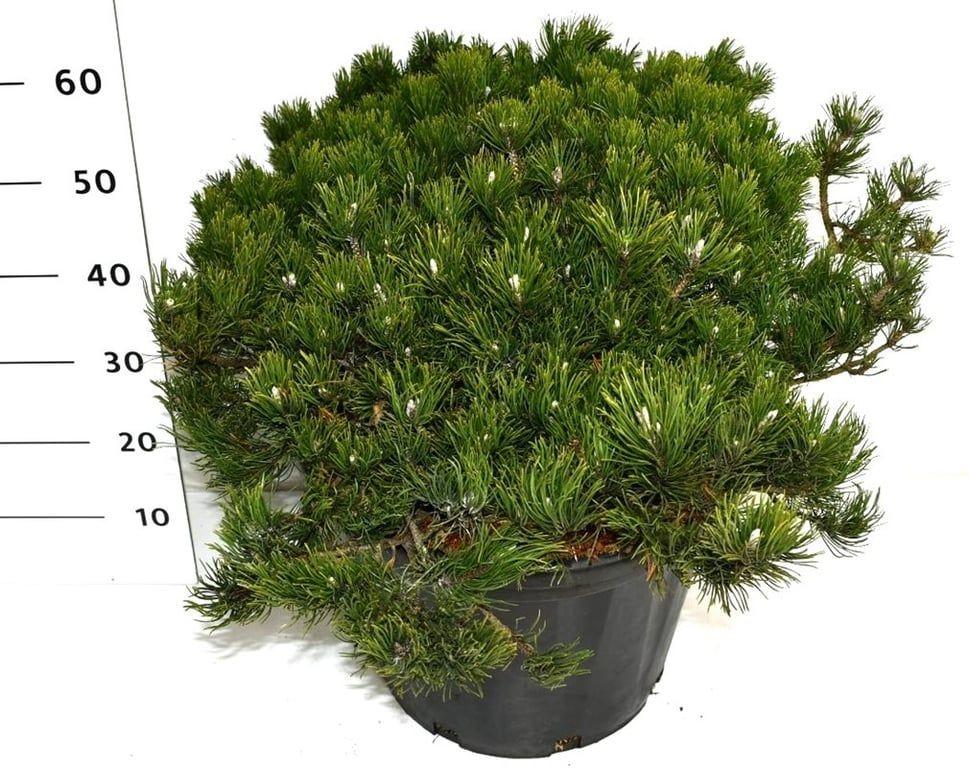 Горшечные цветы и растения оптом Pinus Mugo Pumilio A от 1шт из Голландии с доставкой по России