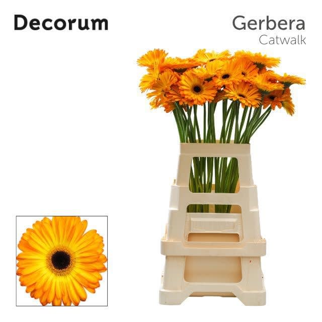 Срезанные цветы оптом Gerbera catwalk от 40шт из Голландии с доставкой по России