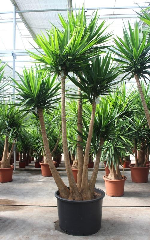 Горшечные цветы и растения оптом Yucca Elephantipes от 1шт из Голландии с доставкой по России