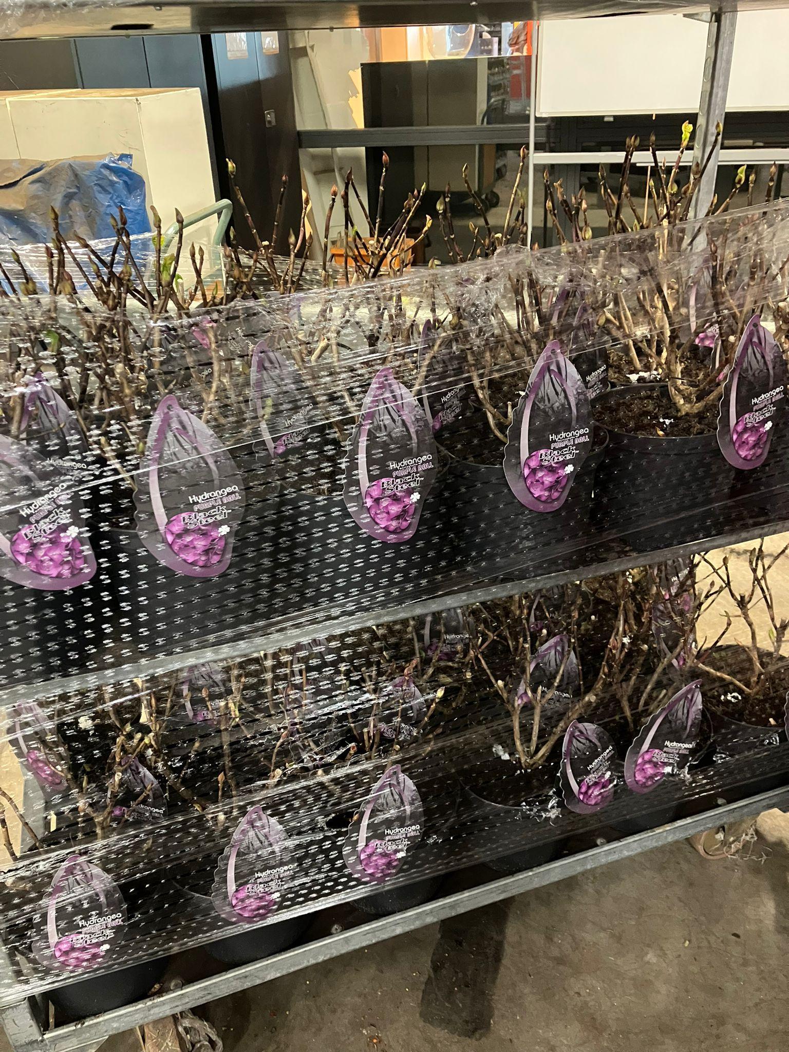 Горшечные цветы и растения оптом Hydrangea Macr. Deep Purple Dance от 1шт из Голландии с доставкой по России