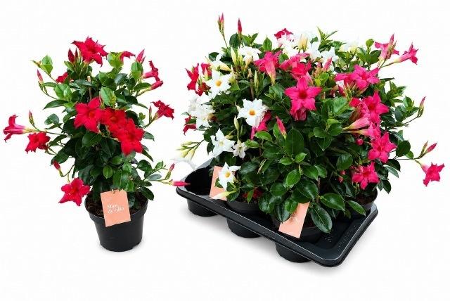 Горшечные цветы и растения оптом Mande Sun Gem от 6шт из Голландии с доставкой по России