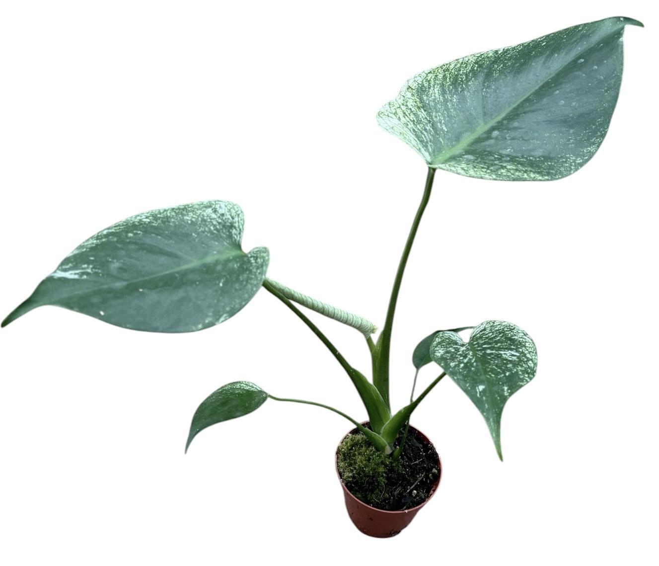 Горшечные цветы и растения оптом Monstera Devil Monster от 1шт (для телеги) из Голландии с доставкой по России