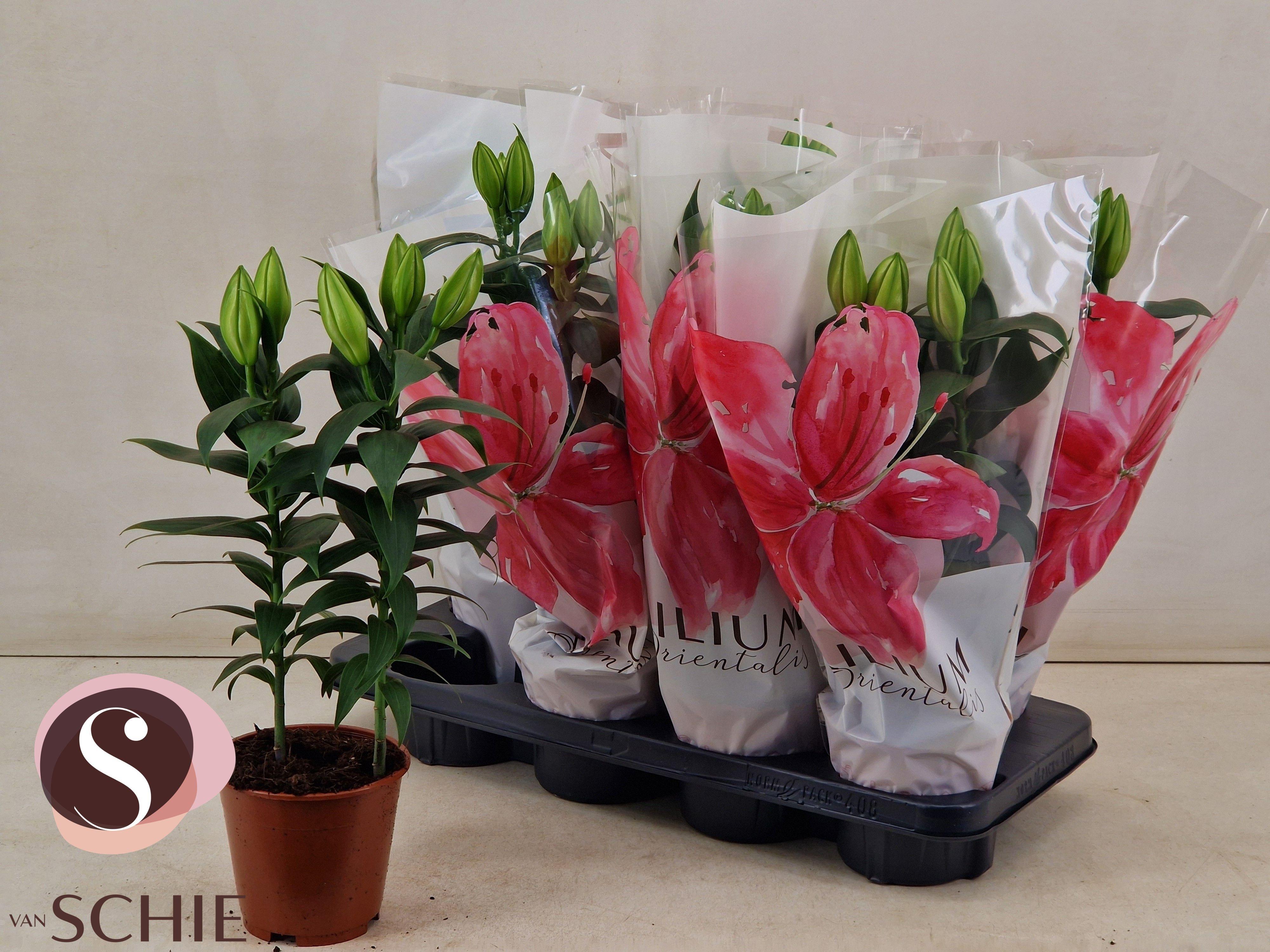 Горшечные цветы и растения оптом Lil Or Oxygen от 8шт из Голландии с доставкой по России