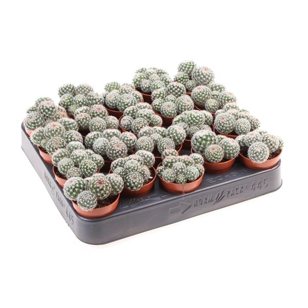 Горшечные цветы и растения оптом Mammillaria Matudae от 20шт из Голландии с доставкой по России