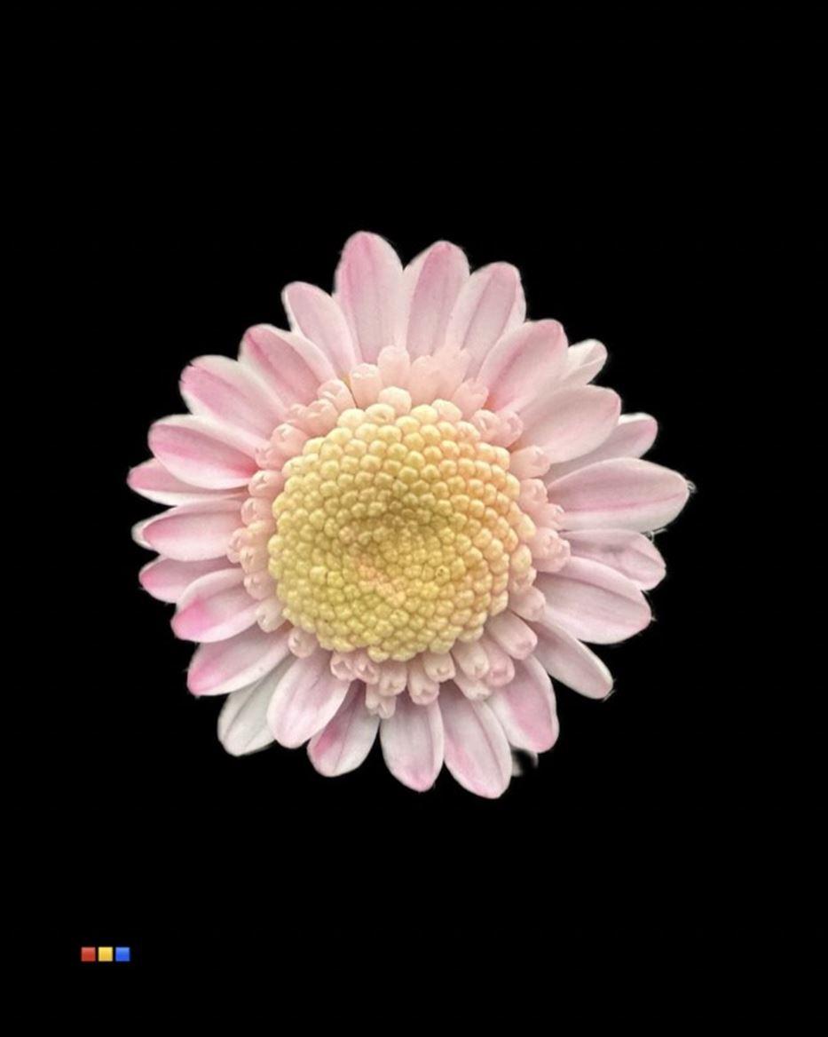 Срезанные цветы оптом Chrys sp paint stallion dusty pastel pink от 60шт из Голландии с доставкой по России