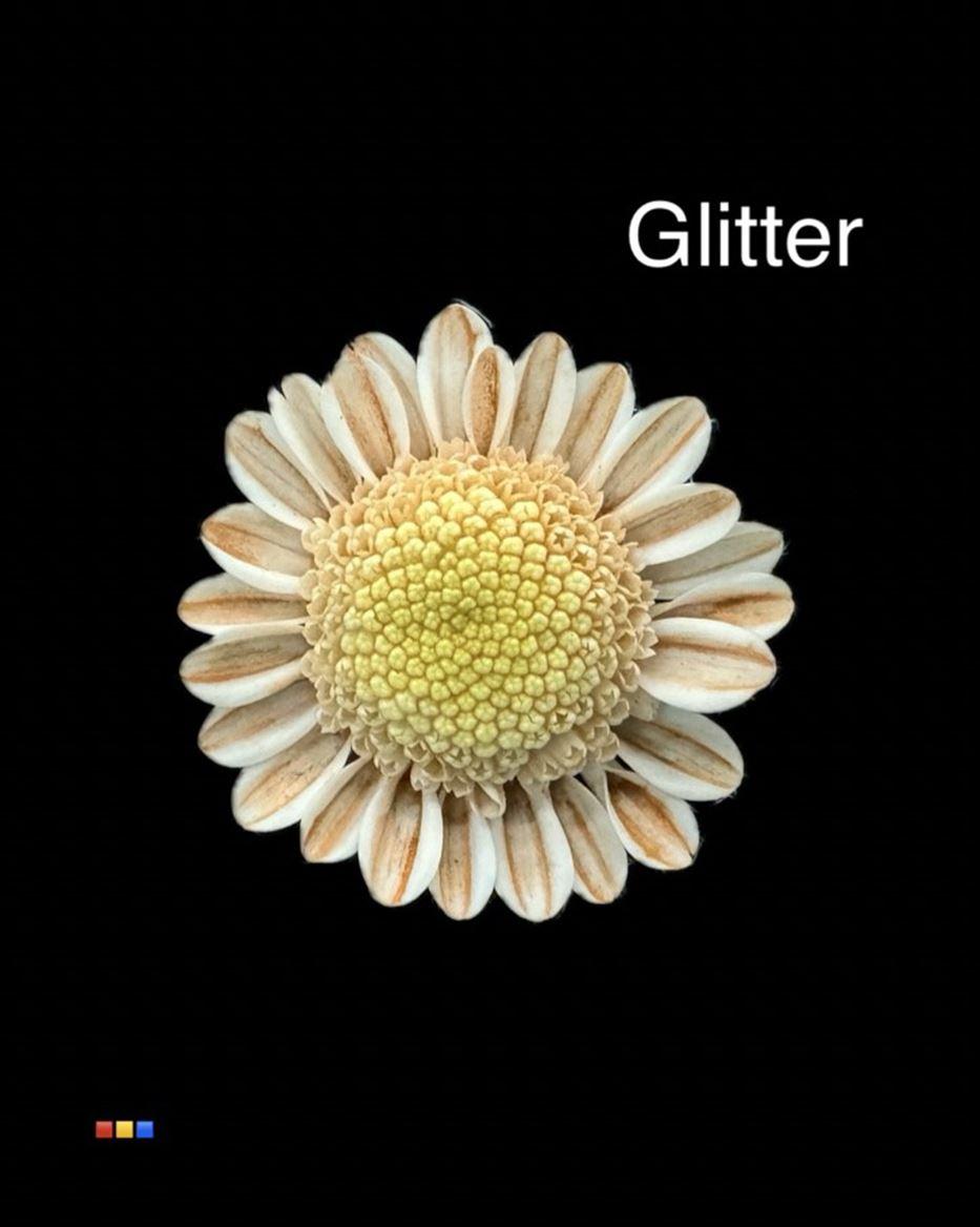 Срезанные цветы оптом Chrys sp paint stallion dusty latte + glitter от 60шт из Голландии с доставкой по России