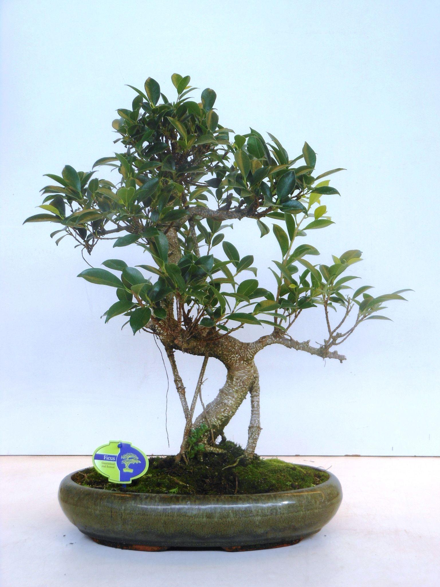 Горшечные цветы и растения оптом Bonsai Ficus Retusa, Without от 1шт из Голландии с доставкой по России