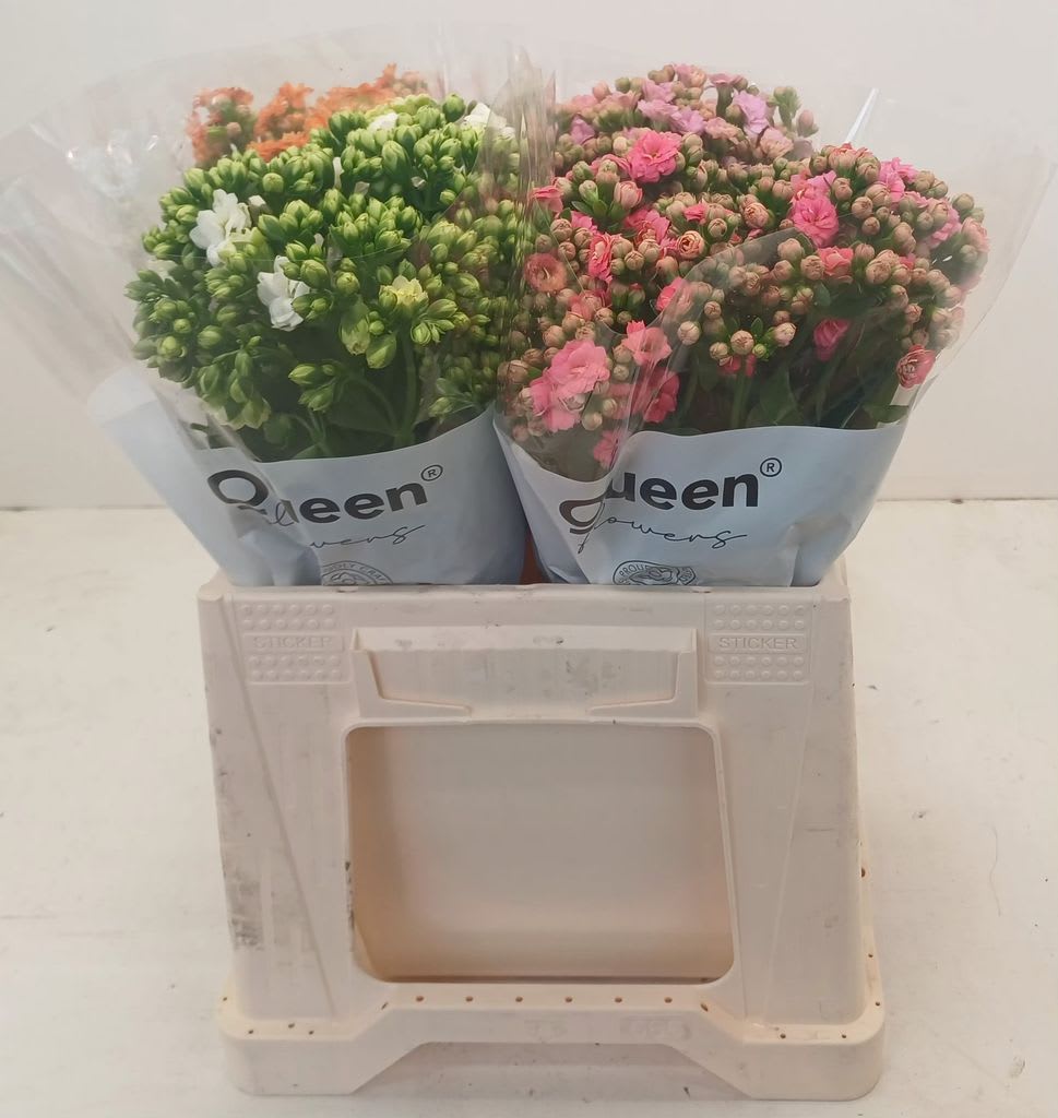 Срезанные цветы оптом Kalanchoe mix от 20шт из Голландии с доставкой по России