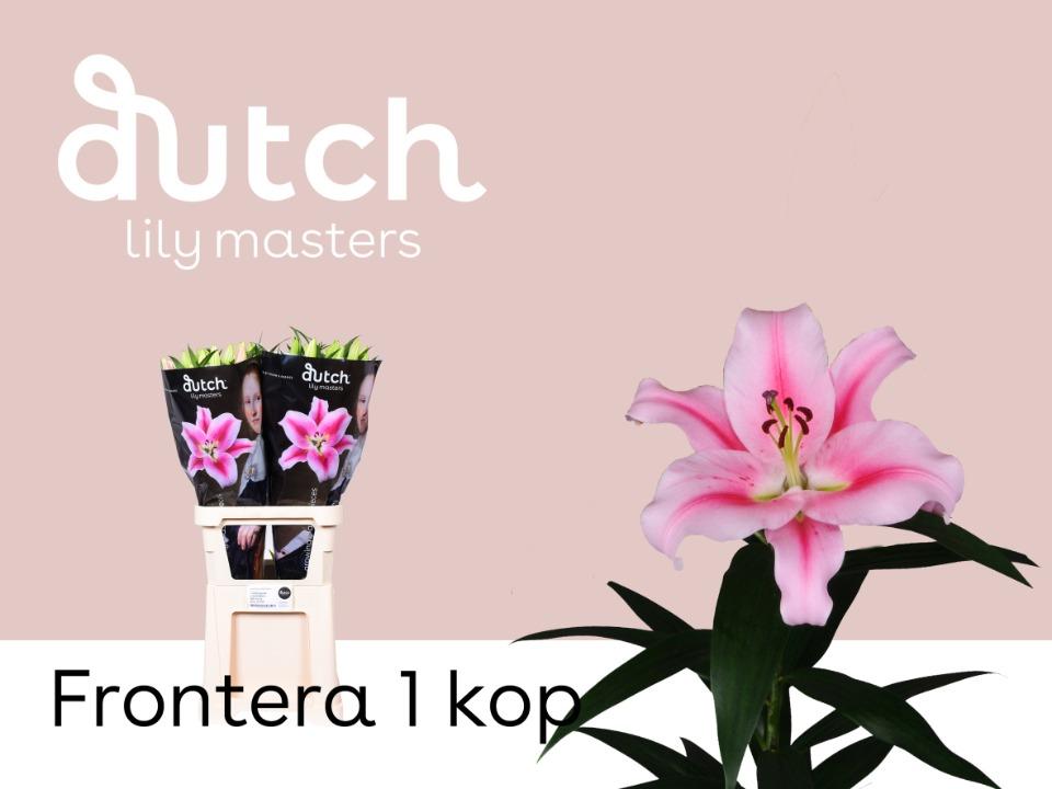 Срезанные цветы оптом Lilium or frontera от 60шт из Голландии с доставкой по России