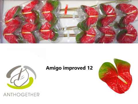 Срезанные цветы оптом Anthurium amigo improve от 12шт из Голландии с доставкой по России