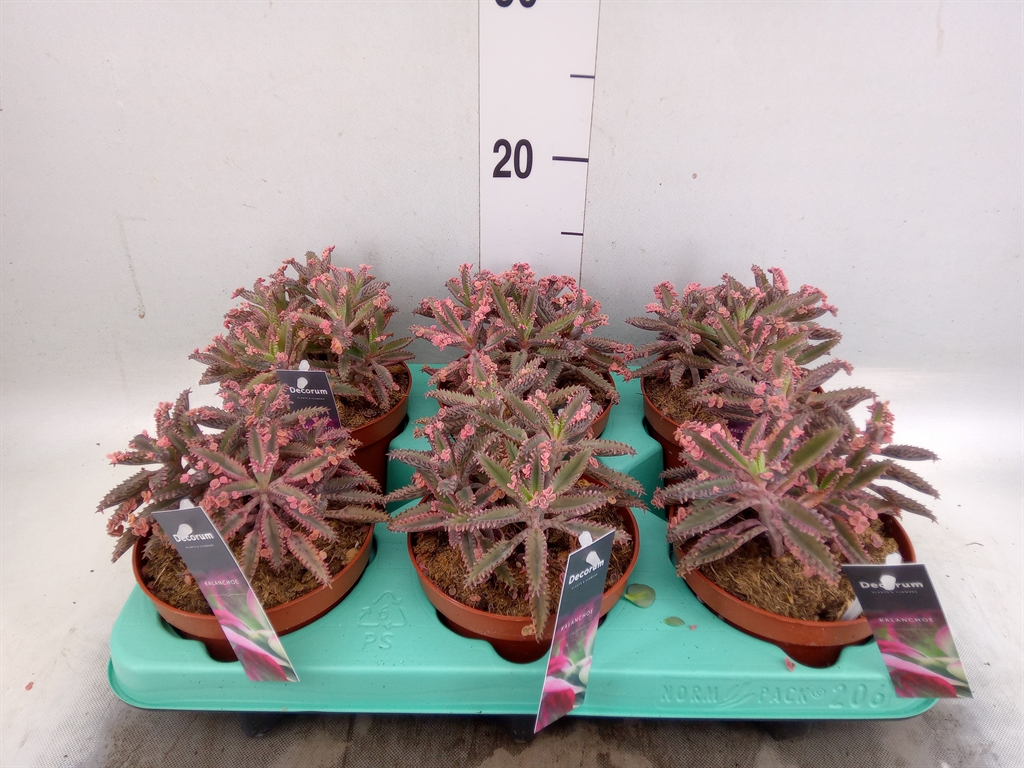 Горшечные цветы и растения оптом Kalanchoe Nf Tubiflora от 6шт из Голландии с доставкой по России