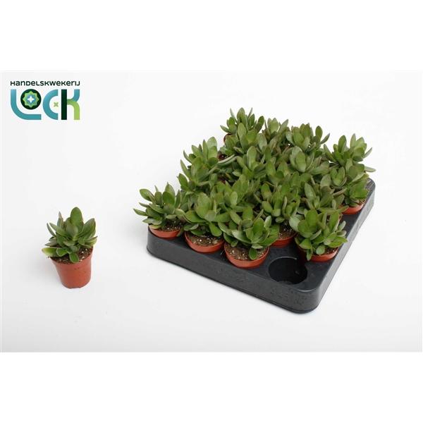 Горшечные цветы и растения оптом Crassula Moneymaker от 20шт (для телеги) из Голландии с доставкой по России
