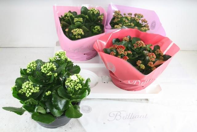 Горшечные цветы и растения оптом Kal Ge Gem 4 Kl от 2шт из Голландии с доставкой по России