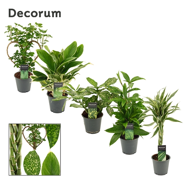 Горшечные цветы и растения оптом Plant Mix Extreme (decorum) от 10шт из Голландии с доставкой по России