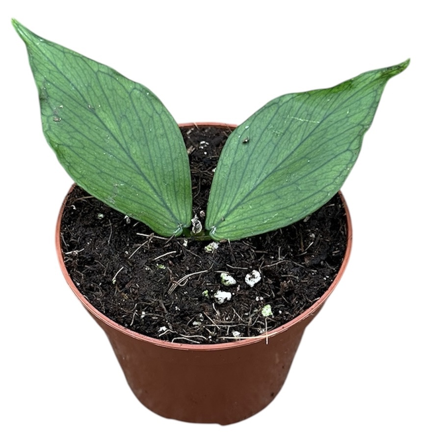 Горшечные цветы и растения оптом Hoya Polyneura от 1шт (для телеги) из Голландии с доставкой по России