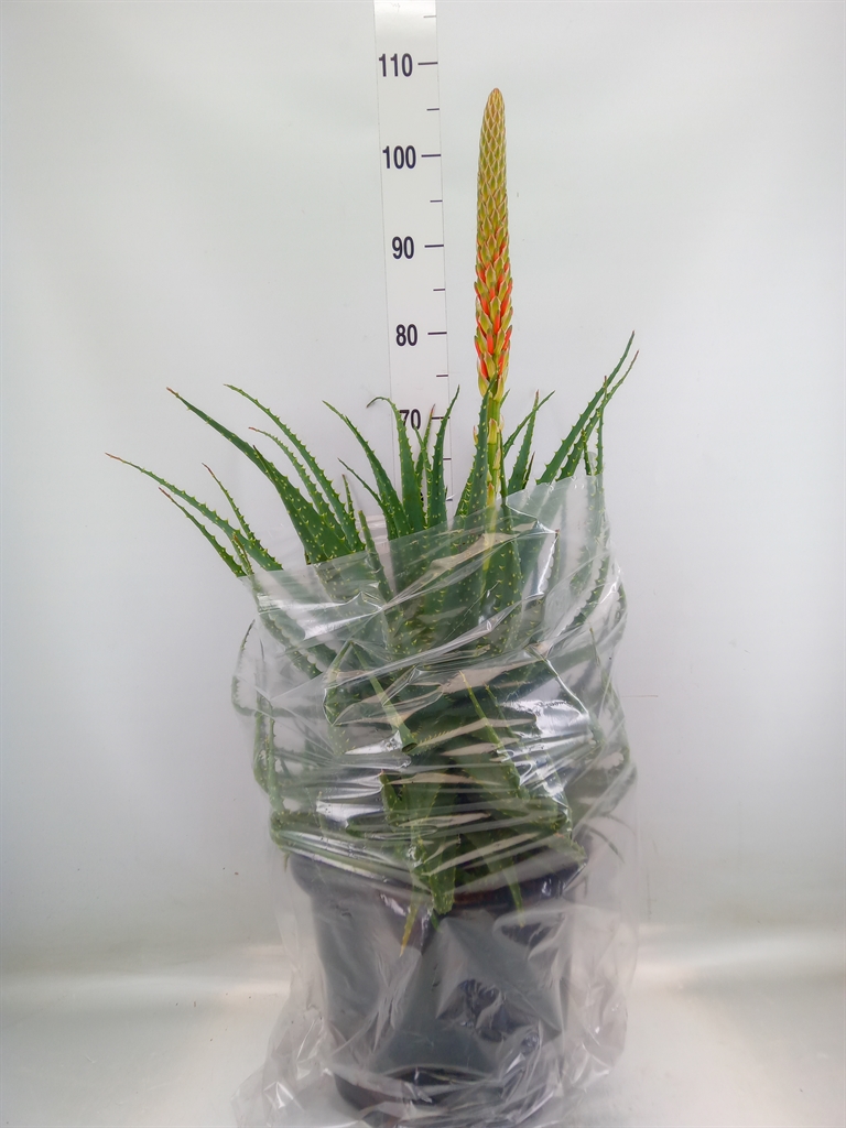 Горшечные цветы и растения оптом Aloe Arborescens от 1шт из Голландии с доставкой по России