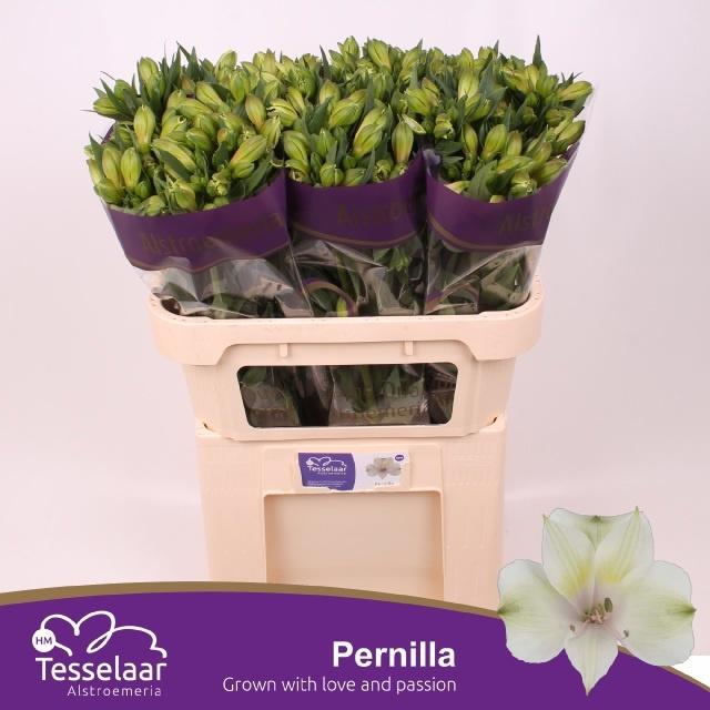 Срезанные цветы оптом Alstroemeria pernilla от 60шт из Голландии с доставкой по России