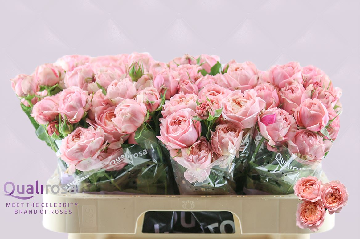 Срезанные цветы оптом Rosa spray julietta от 30шт из Голландии с доставкой по России