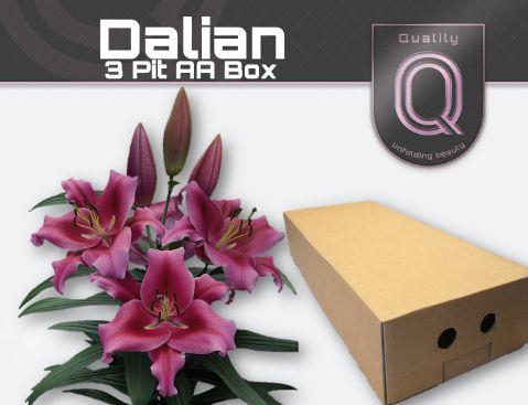Срезанные цветы оптом Lilium or dalian от 120шт из Голландии с доставкой по России