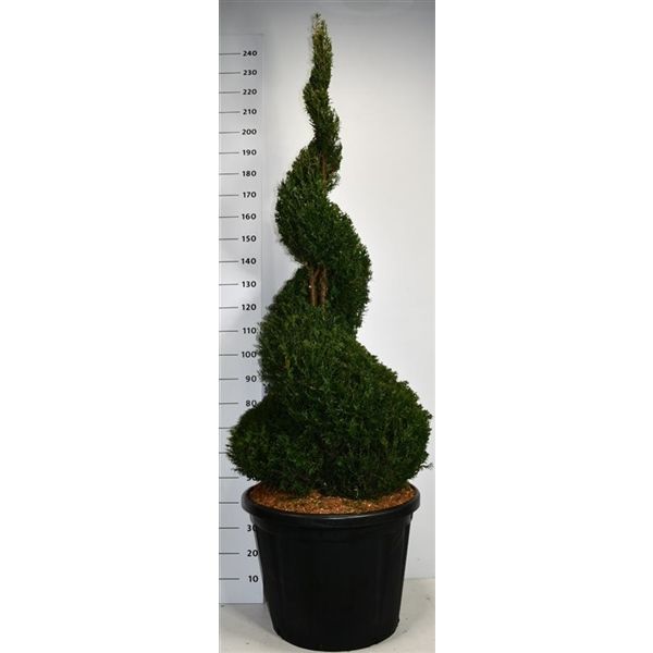 Горшечные цветы и растения оптом Taxus Baccata Spiral от 1шт из Голландии с доставкой по России