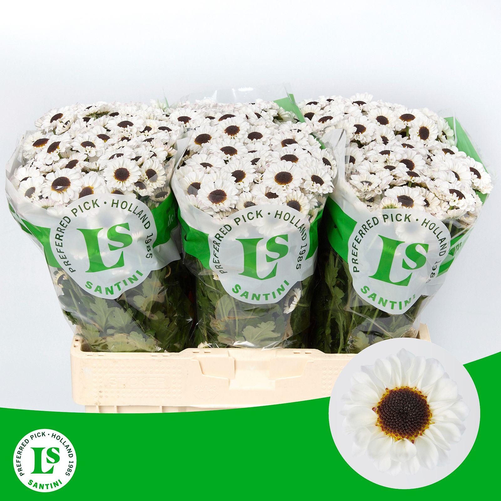 Срезанные цветы оптом Chrys sa patrese white от 75шт из Голландии с доставкой по России