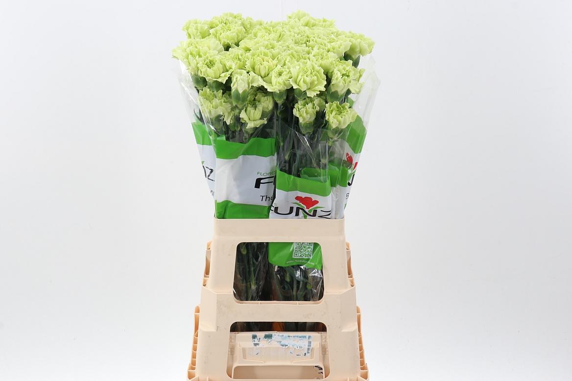Срезанные цветы оптом Dianthus st emerald green от 80шт из Голландии с доставкой по России