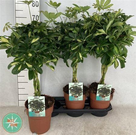 Горшечные цветы и растения оптом Schef Ar Gold Capell Twister Stam от 3шт из Голландии с доставкой по России