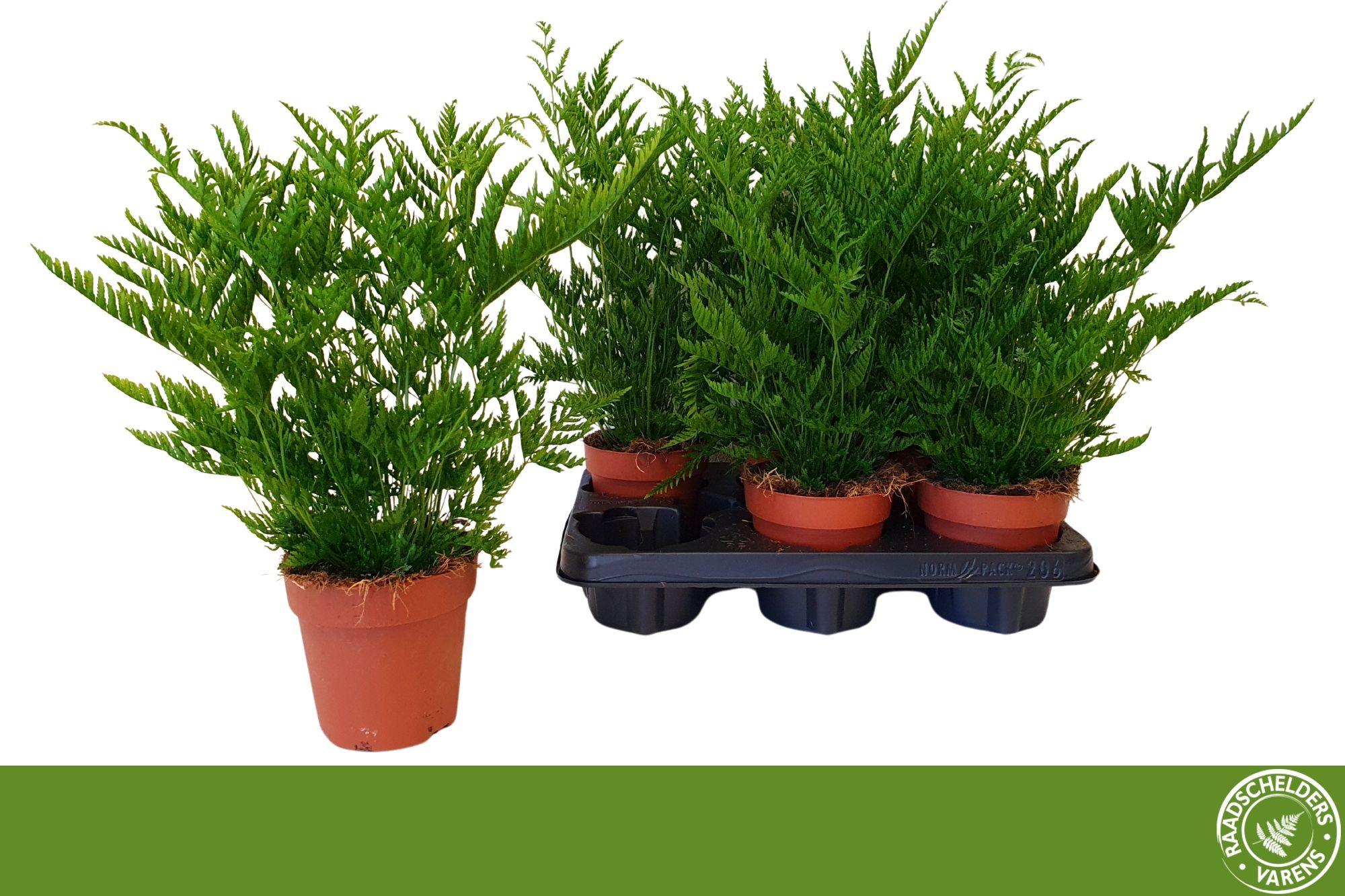 Горшечные цветы и растения оптом Pteris Straminea от 6шт из Голландии с доставкой по России