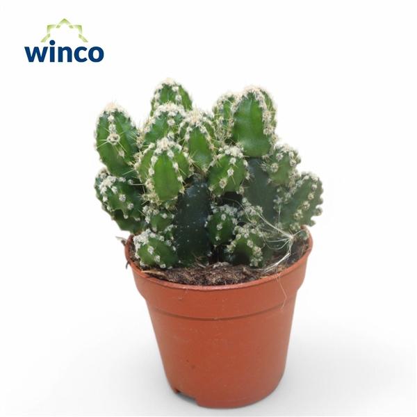 Горшечные цветы и растения оптом Cereus Peruvianus Florida от 20шт (для телеги) из Голландии с доставкой по России