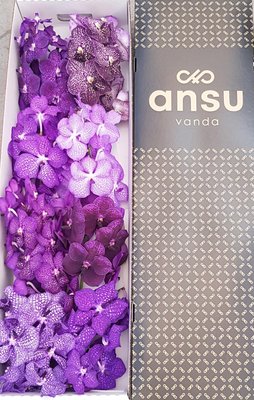 Срезанные цветы оптом Vanda mix purple per stem от 16шт... из Голландии с доставкой по России