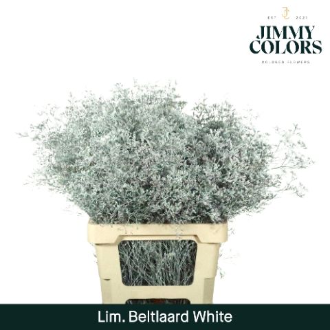 Срезанные цветы оптом Limonium beltlaard paint white от 25шт из Голландии с доставкой по России