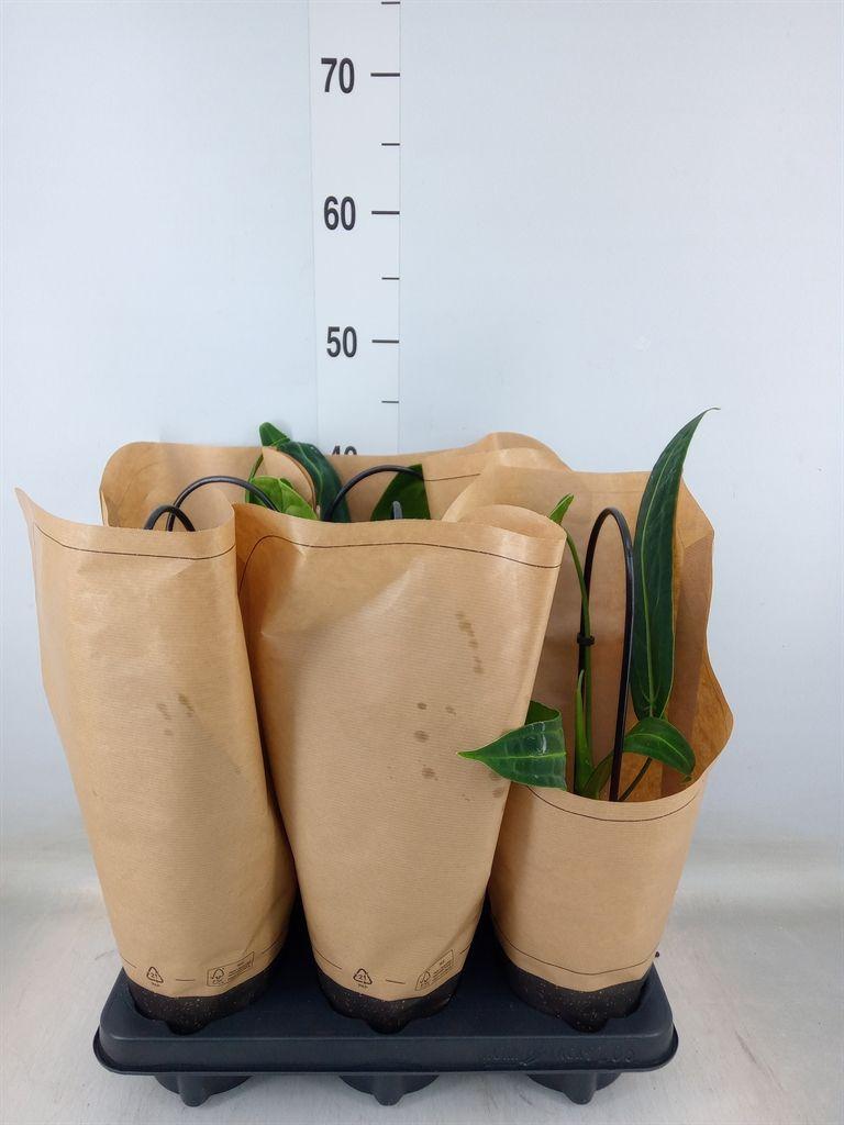 Горшечные цветы и растения оптом Anthurium   ... от 6шт из Голландии с доставкой по России