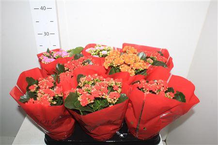 Горшечные цветы и растения оптом Kal Ge Gem P12 от 8шт из Голландии с доставкой по России