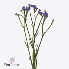 Срезанные цветы оптом Statice levis wings от 50шт из Голландии с доставкой по России