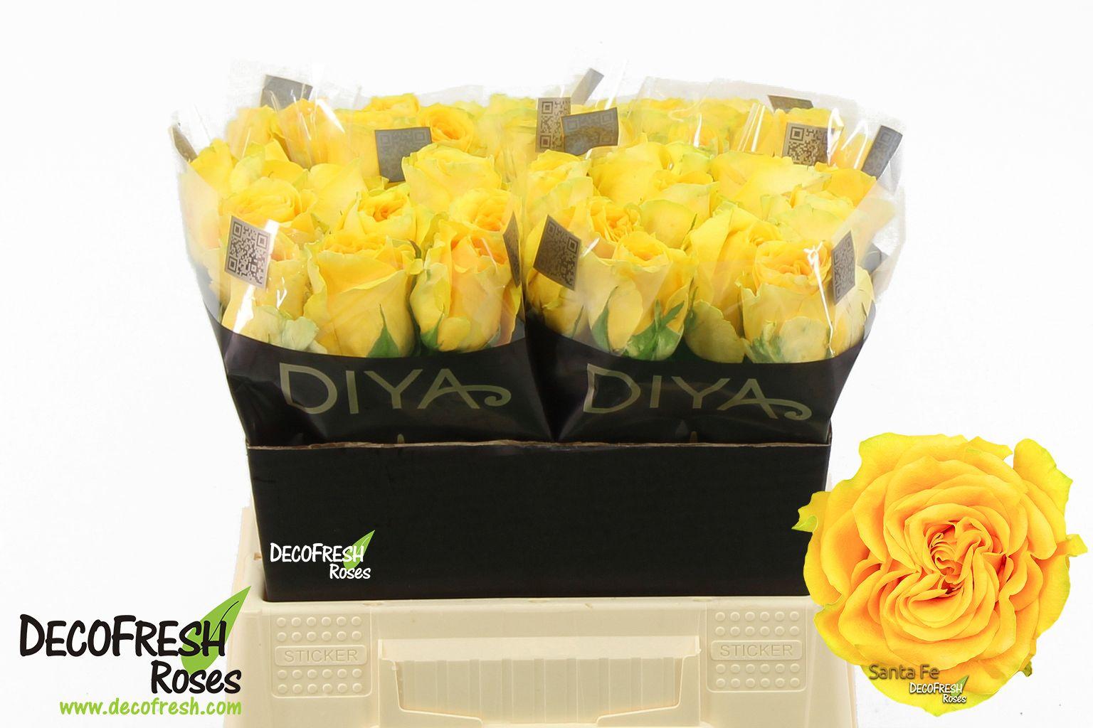 Срезанные цветы оптом Rosa large santa fe от 30шт из Голландии с доставкой по России