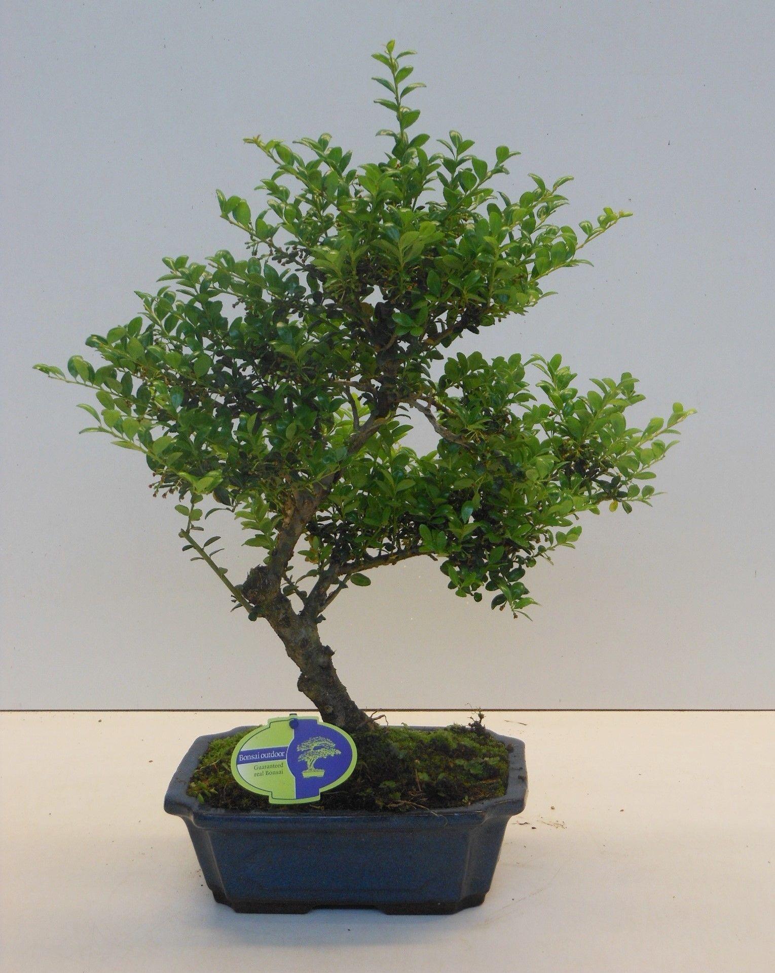 Горшечные цветы и растения оптом Bonsai Ilex Crenata, Without Drip от 3шт из Голландии с доставкой по России