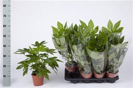 Горшечные цветы и растения оптом Fatsia Ov от 1шт из Голландии с доставкой по России