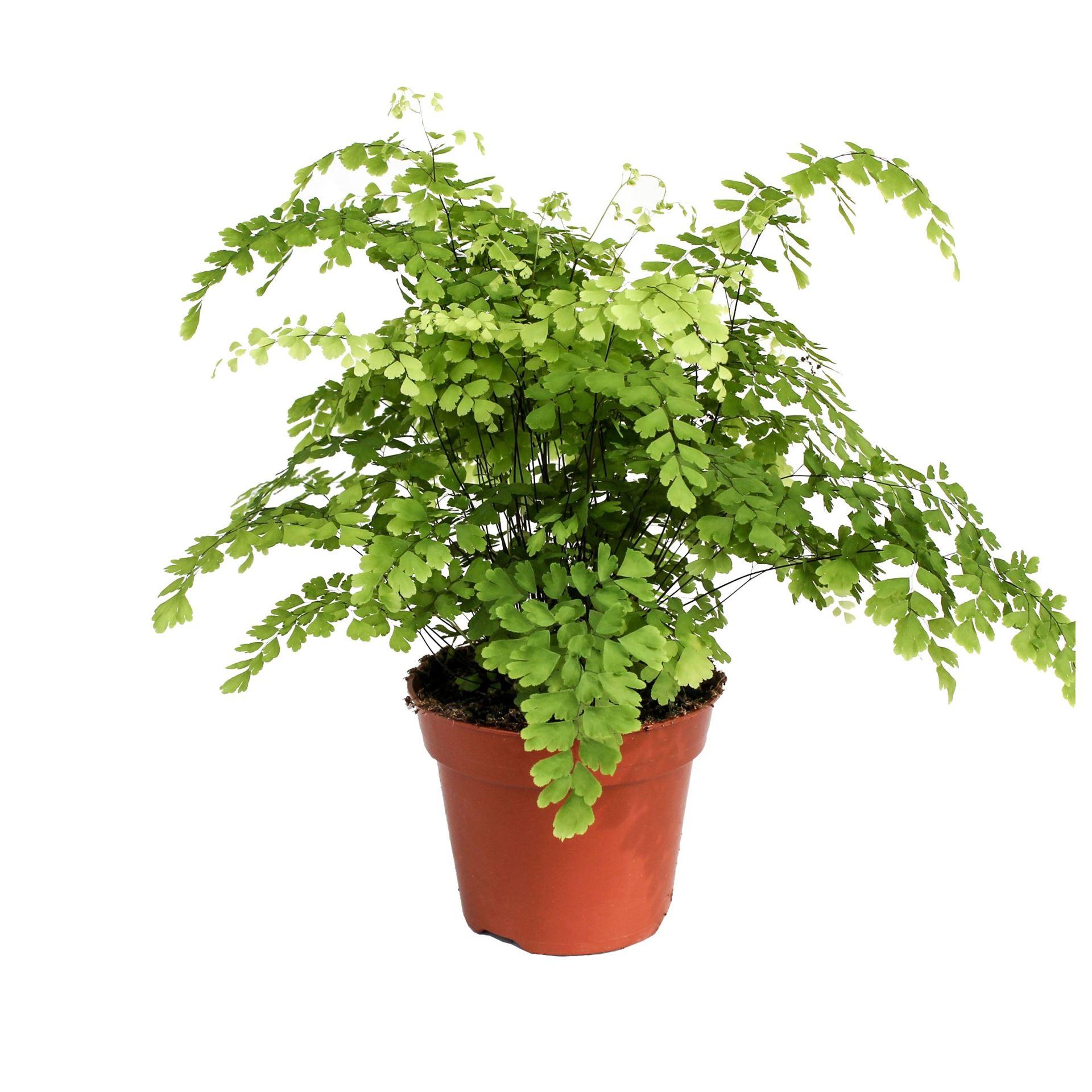 Горшечные цветы и растения оптом Adiantum Raddi. fragrans от 4шт из Голландии с доставкой по России