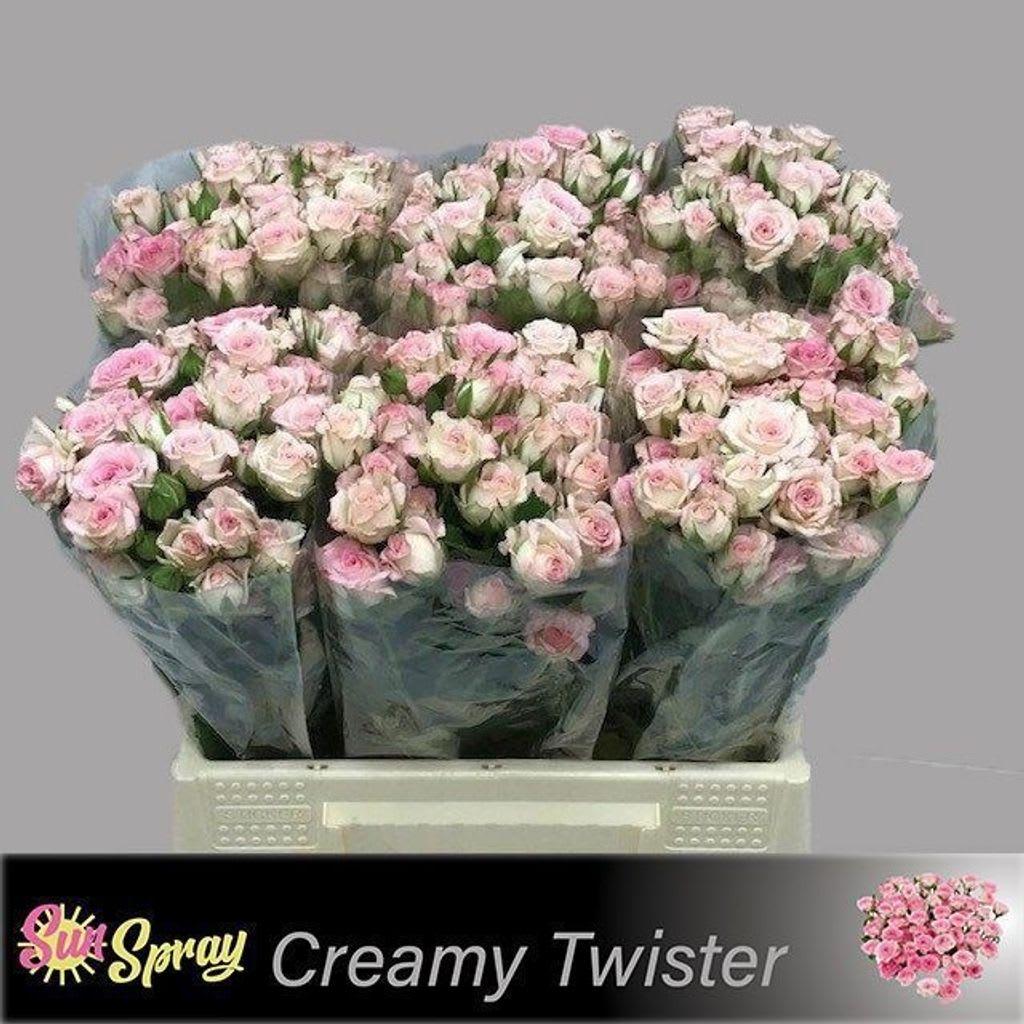 Срезанные цветы оптом Rosa spray creamy twister от 80шт. из Голландии с доставкой по России