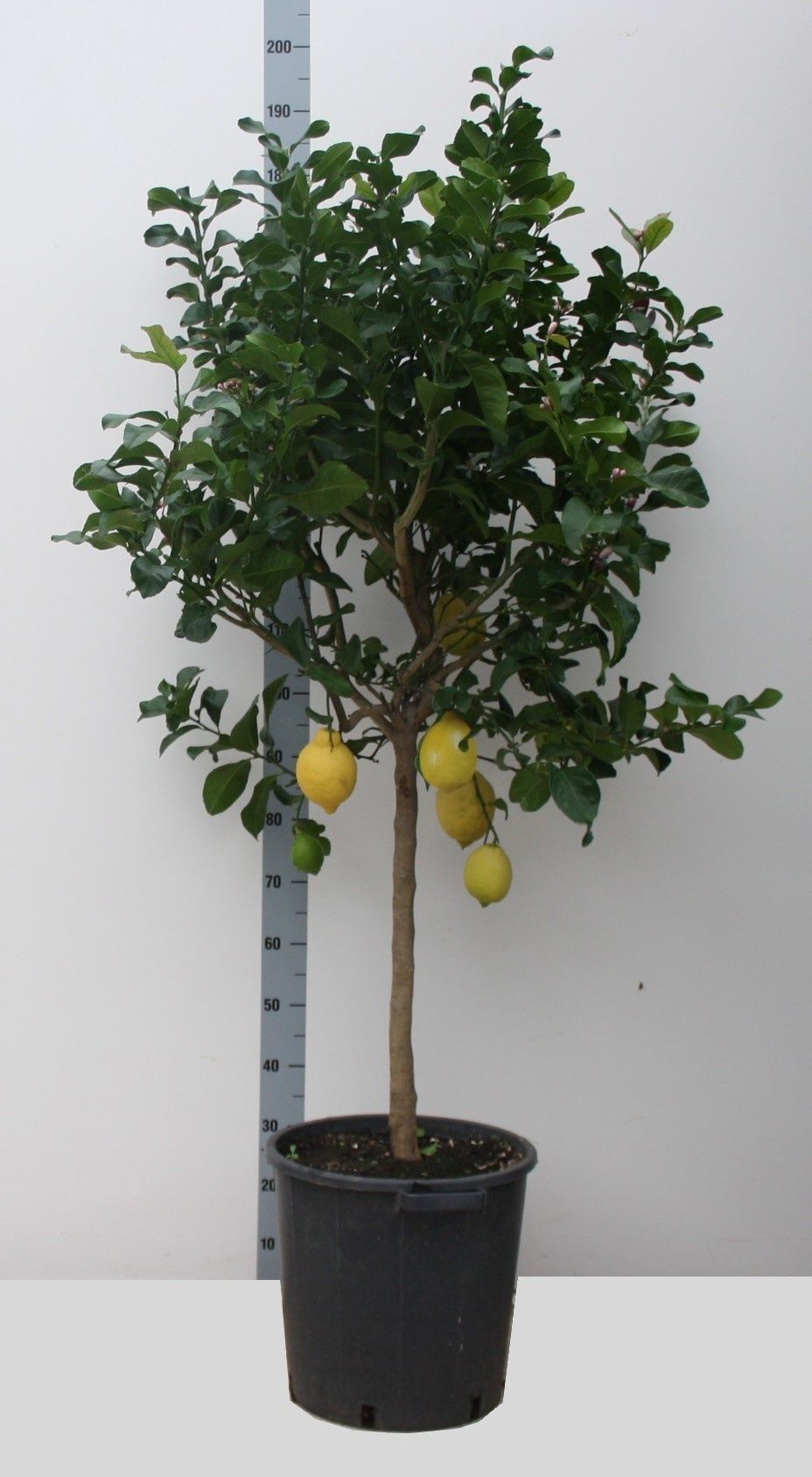 Горшечные цветы и растения оптом Citr Microcarpa от 1шт (для телеги) из Голландии с доставкой по России