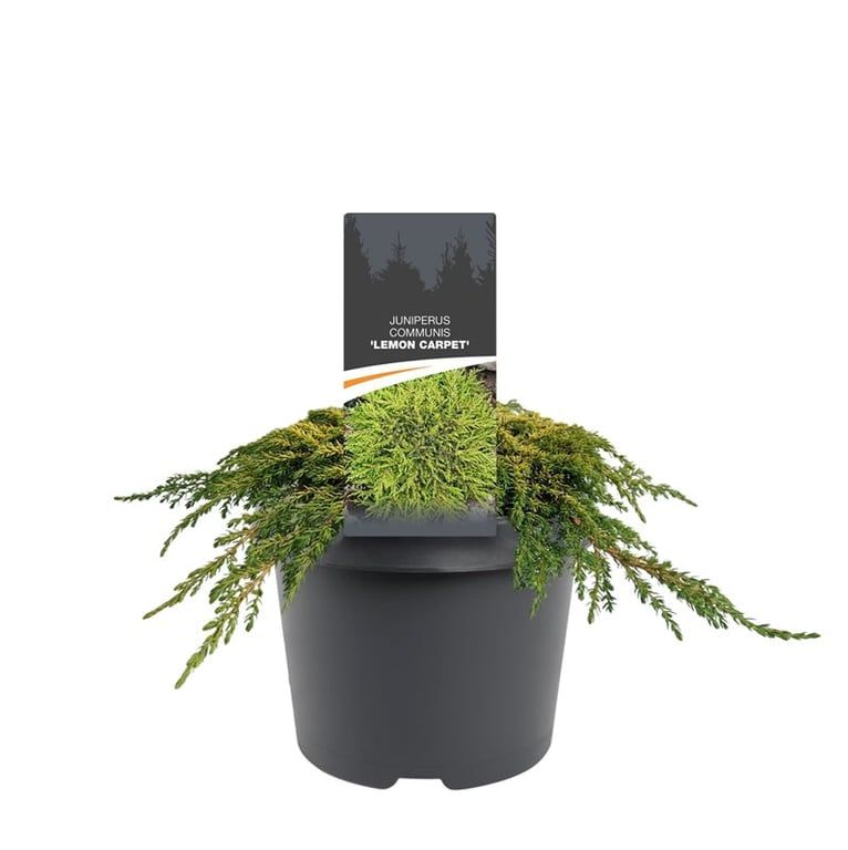 Горшечные цветы и растения оптом Juniperus Comm Lemon Carpet от 1шт из Голландии с доставкой по России