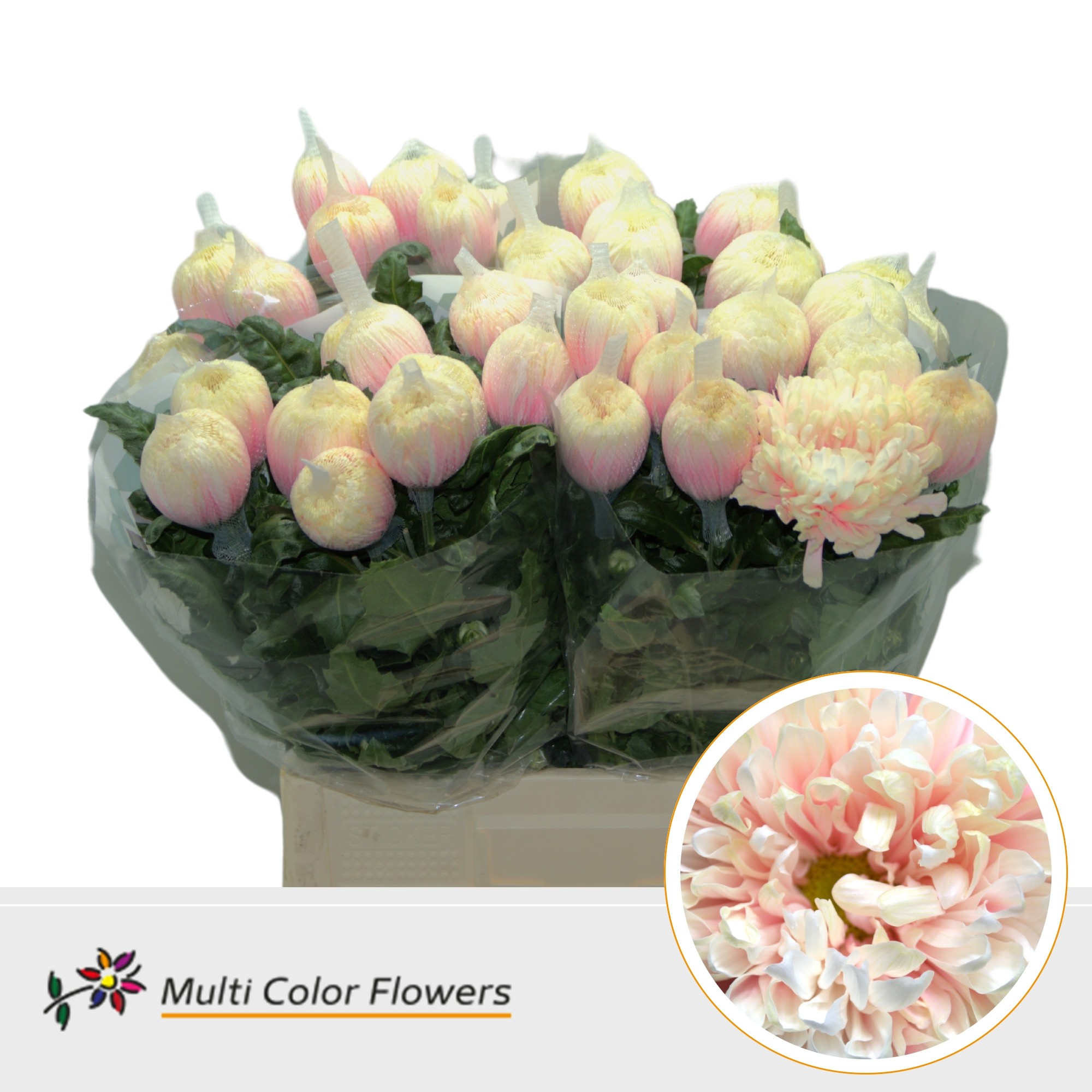 Срезанные цветы оптом Chrys bl paint antonov soft peach от 40шт. из Голландии с доставкой по России