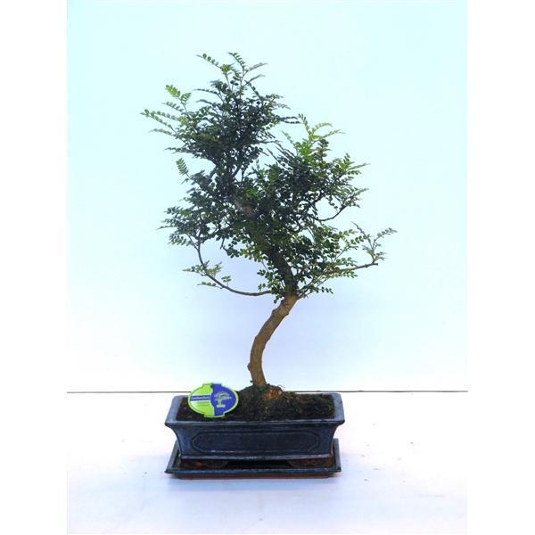 Горшечные цветы и растения оптом Bonsai Zanthoxylum Piperitum, 30cm., Shape, With D от 2шт из Голландии с доставкой по России