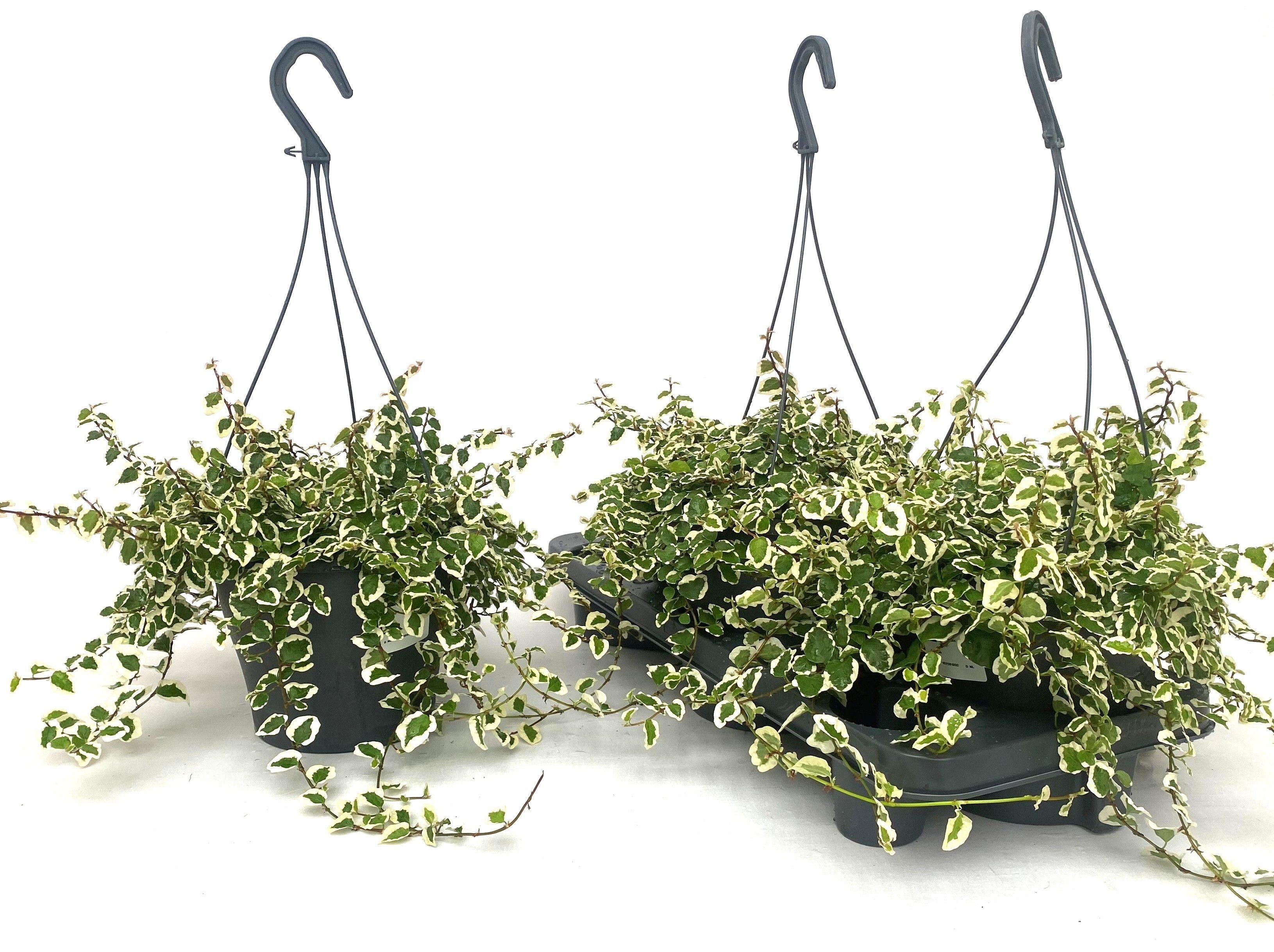 Горшечные цветы и растения оптом Fic Pu Sunny от 3шт из Голландии с доставкой по России