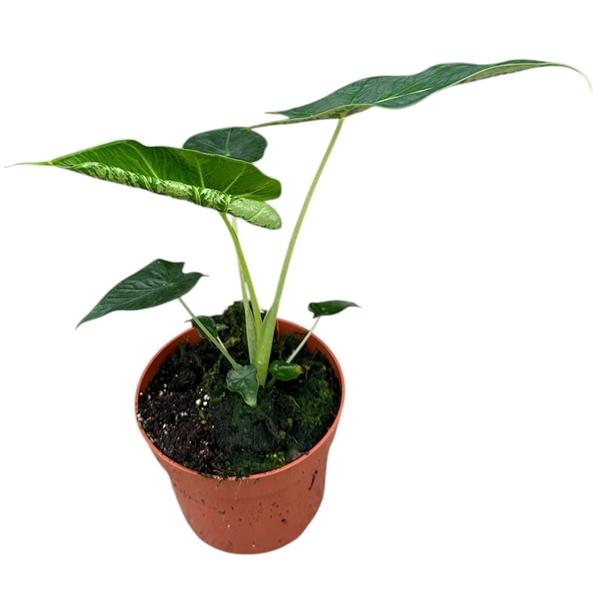 Горшечные цветы и растения оптом Alocasia Frydek Tattoo от 1шт (для телеги) из Голландии с доставкой по России