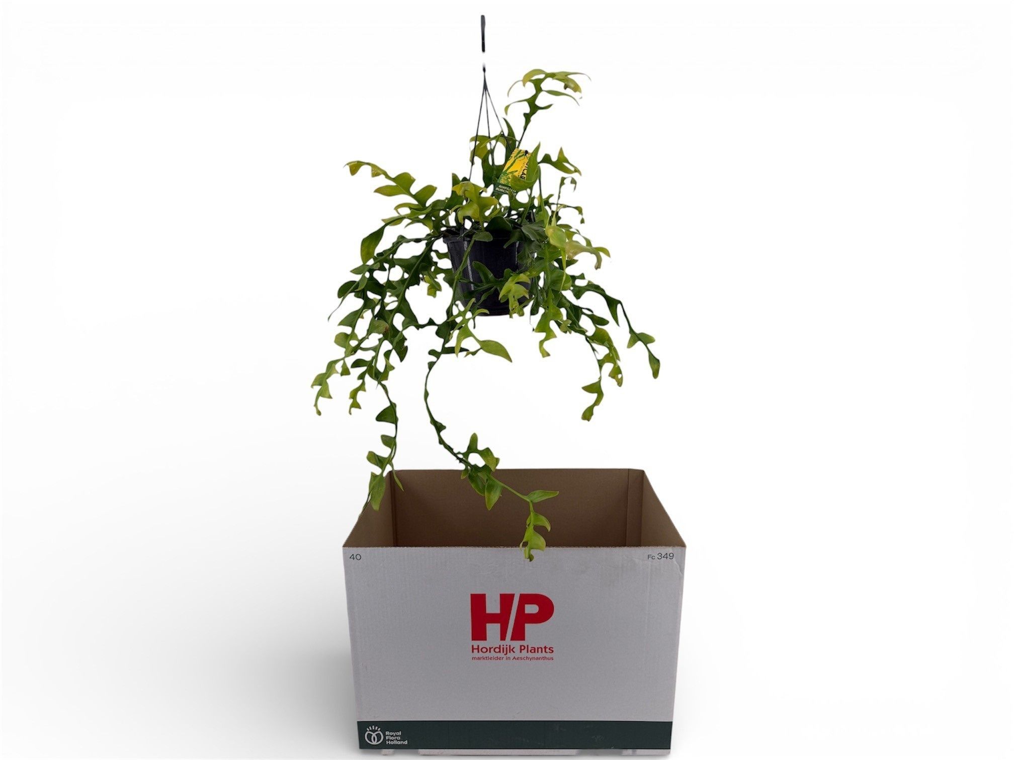 Горшечные цветы и растения оптом Epiphyllum Ov от 7шт из Голландии с доставкой по России