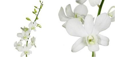 Срезанные цветы оптом Dendrobium big white от 60шт из Голландии с доставкой по России